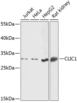CLIC1 Antibody