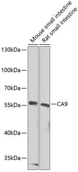CA9 Antibody