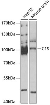 C1S Antibody