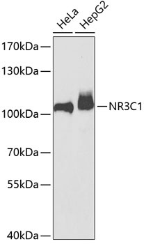 NR3C1 Antibody
