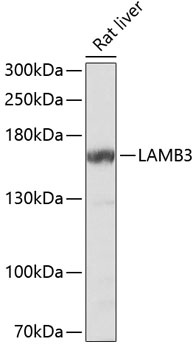 LAMB3 Antibody