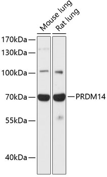 PRDM14 Antibody