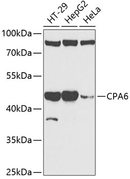 CPA6 Antibody