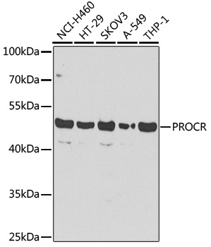 PROCR Antibody