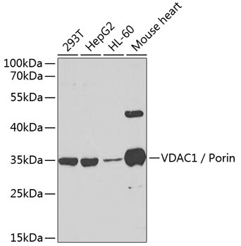 VDAC1 / Porin Antibody