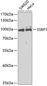 SSRP1 Antibody