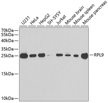 RPL9 Antibody