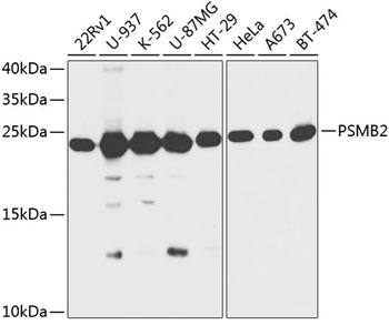 PSMB2 Antibody