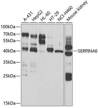 SERPINA6 Antibody