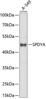 SPDYA Antibody