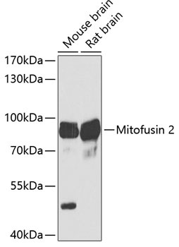 Mitofusin 2 Antibody