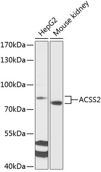 ACSS2 Antibody