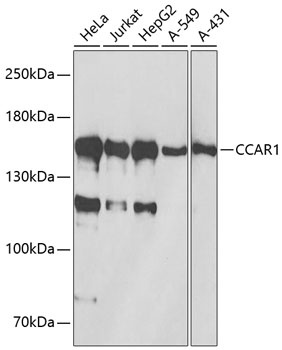 CCAR1 Antibody