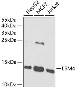 LSM4 Antibody