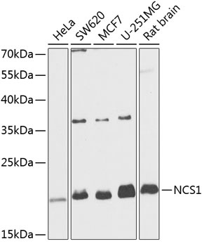 NCS1 Antibody