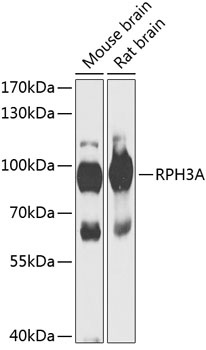 RPH3A Antibody