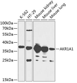 AKR1A1 Antibody