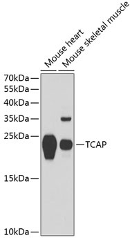 TCAP Antibody
