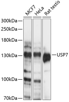 USP7 Antibody
