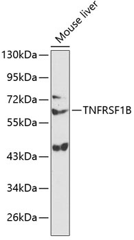 TNFRSF1B Antibody