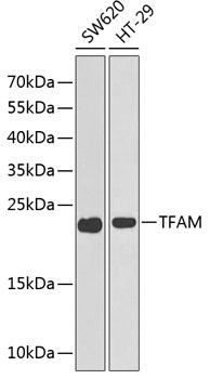 TFAM Antibody