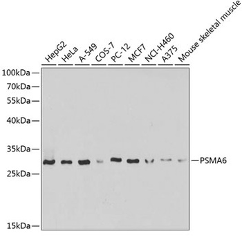 PSMA6 Antibody