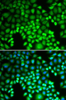 PSMA4 Antibody