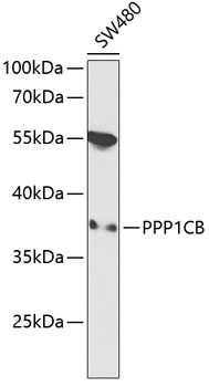 PPP1CB Antibody