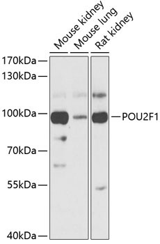 POU2F1 Antibody