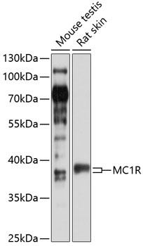 MC1R Antibody