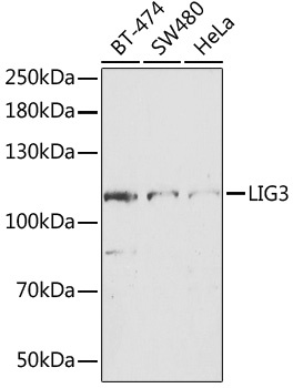 LIG3 Antibody