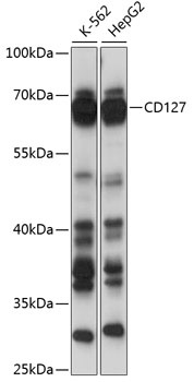 CD127 Antibody
