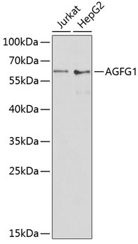 AGFG1 Antibody