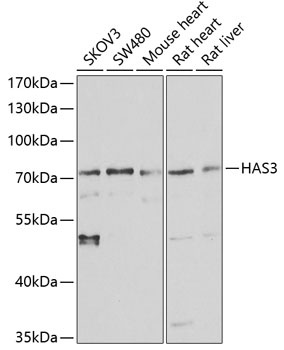 HAS3 Antibody