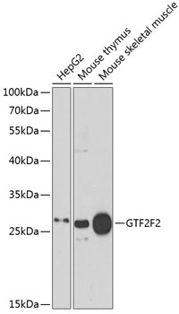 GTF2F2 Antibody