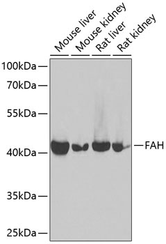 FAH Antibody