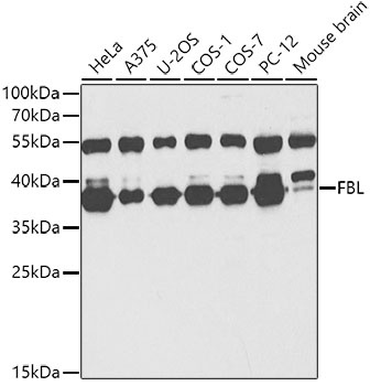 FBL Antibody