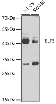 ELF3 Antibody