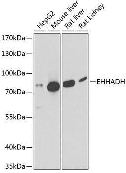 EHHADH Antibody