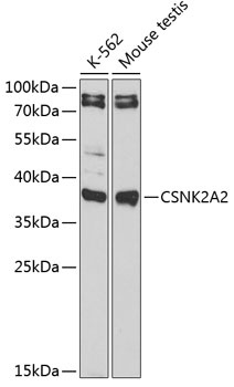 CSNK2A2 Antibody