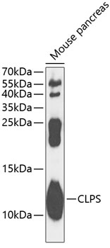 CLPS Antibody