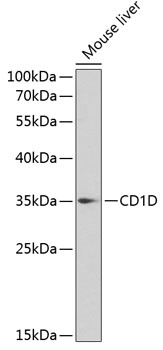 CD1D Antibody
