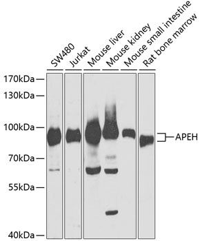 APEH Antibody
