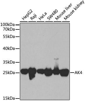 AK4 Antibody