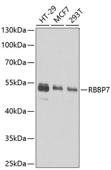 RBBP7 Antibody
