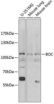 BOC Antibody