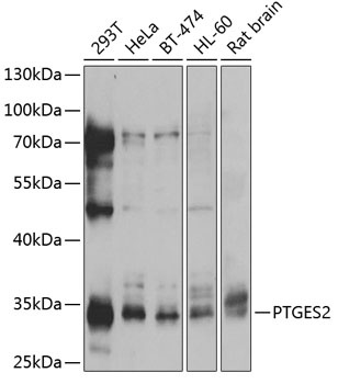 PTGES2 Antibody
