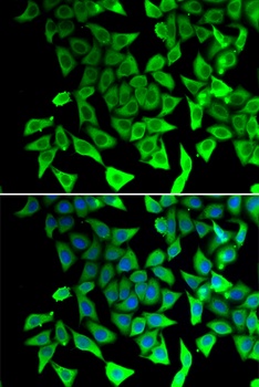 PTGES2 Antibody