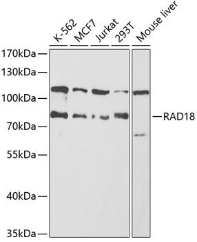 RAD18 Antibody