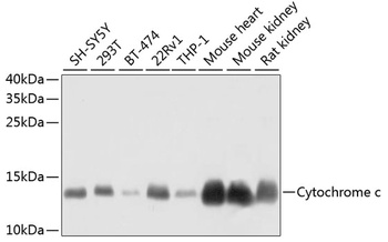 Cytochrome c Antibody
